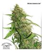 CBD Auto Compassion Lime (Dutch Passion Seeds)
