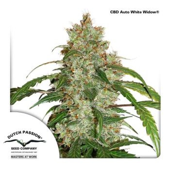 CBD Auto White Widow (Dutch Passion Seeds)