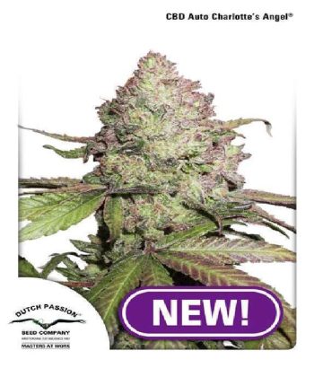 CBD Charlotte's Angel Auto (Dutch Passion Seeds)