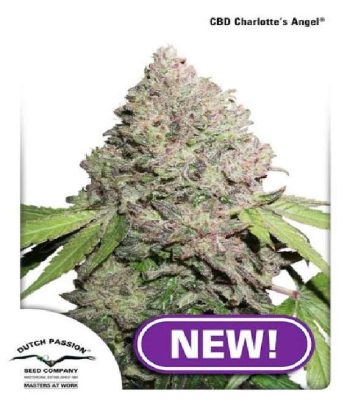 CBD Charlotte's Angel (Dutch Passion Seeds)