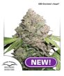CBD Charlotte's Angel (Dutch Passion Seeds)