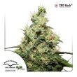 CBD Kush (Dutch Passion Seeds)