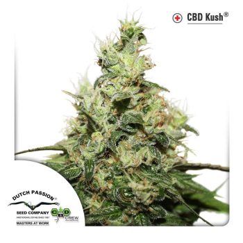 CBD Kush (Dutch Passion Seeds)
