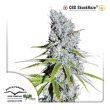 CBD Skunk Haze (Dutch Passion Seeds)