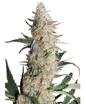 Critical Orange Punch (Dutch Passion Seeds)
