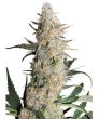 Critical Orange Punch (Dutch Passion Seeds)