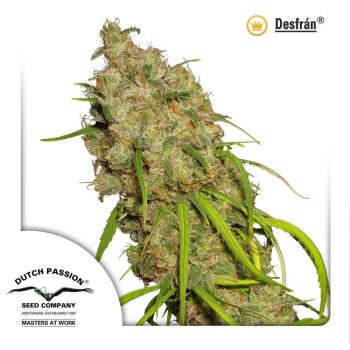 Desfran (Dutch Passion Seeds)