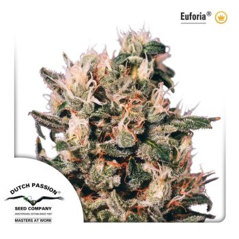 Euforia (Dutch Passion Seeds)