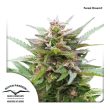 Forest Dream (Dutch Passion Seeds)