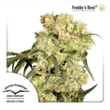 Freddys Best (Dutch Passion Seeds)