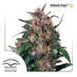 Hollands Hope (Dutch Passion Seeds)