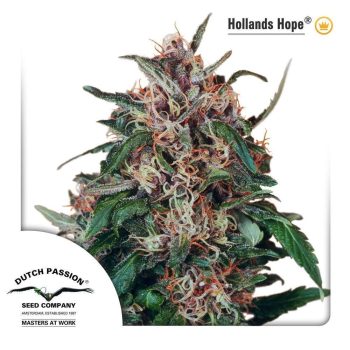 Hollands Hope (Dutch Passion Seeds)