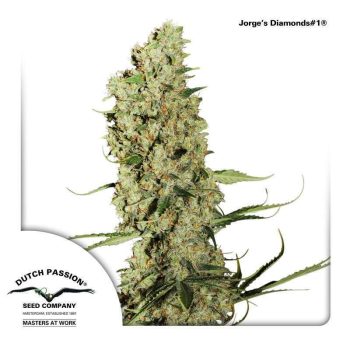 Jorges Diamond (Dutch Passion Seeds)