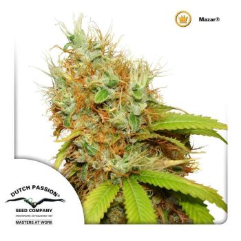 Mazar (Dutch Passion Seeds)