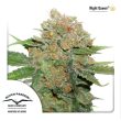 Night Queen (Dutch Passion Seeds)