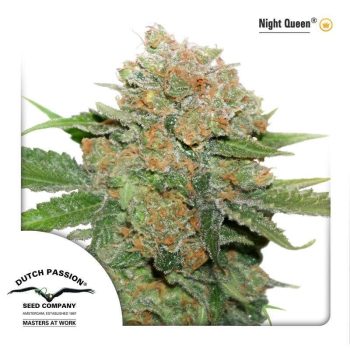 Night Queen (Dutch Passion Seeds)