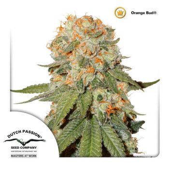 Orange Bud (Dutch Passion Seeds)