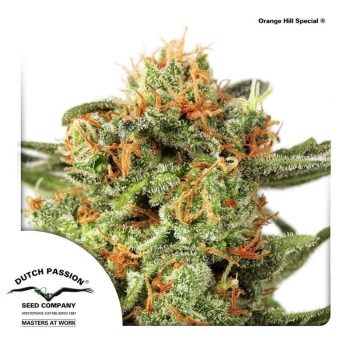 Orange Hill Special (Dutch Passion Seeds)