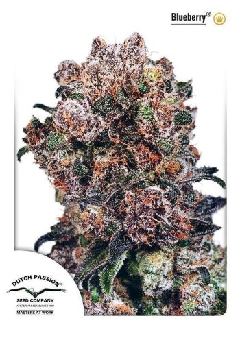 Original Blueberry (Dutch Passion Seeds)