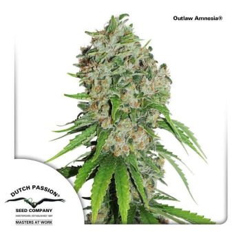 Outlaw Amnesia (Dutch Passion Seeds)