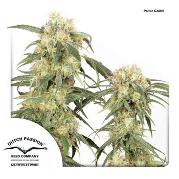 Pamir Gold (Dutch Passion Seeds)