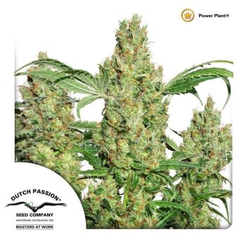 Power Plant (Dutch Passion Seeds)