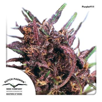 Purple #1 (Dutch Passion Seeds)