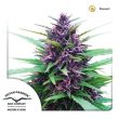 Shaman (Dutch Passion Seeds)