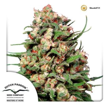 Skunk #1 (Dutch Passion Seeds)