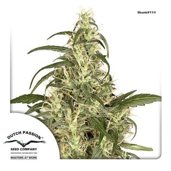 Skunk #11 (Dutch Passion Seeds)
