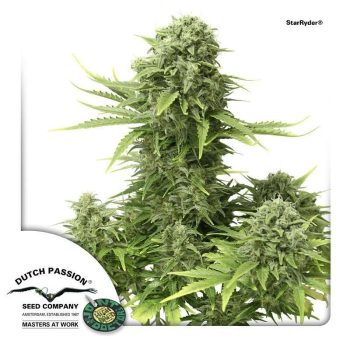 StarRyder (Dutch Passion Seeds)