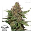 Strawberry Cough (Dutch Passion Seeds)