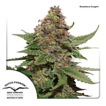 Strawberry Cough (Dutch Passion Seeds)