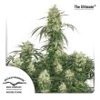The Ultimate (Dutch Passion Seeds)