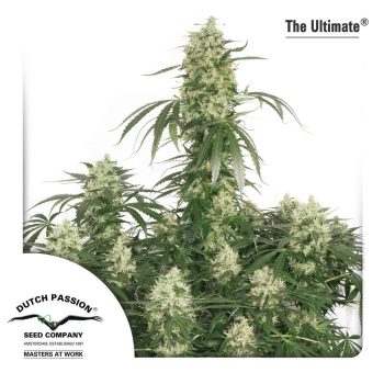 The Ultimate (Dutch Passion Seeds)