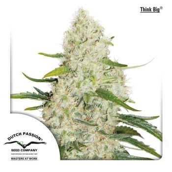 Think Big (Dutch Passion Seeds)