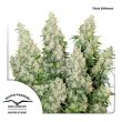 Think Different auto (Dutch Passion Seeds)
