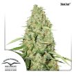 Think Fast (Dutch Passion Seeds)