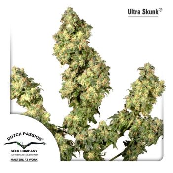 Ultra Skunk (Dutch Passion Seeds)