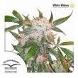 White Widow (Dutch Passion Seeds)