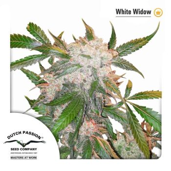 White Widow (Dutch Passion Seeds)