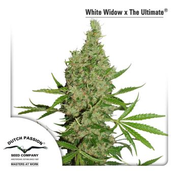 White Widow X The Ultimate (Dutch Passion Seeds)