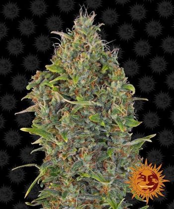 Auto Critical Kush (Barneys Farm Seeds)