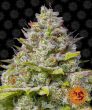 Blue Gelato 41 (Barneys Farm Seeds)
