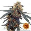 Tangerine Dream Auto (Barneys Farm Seeds)