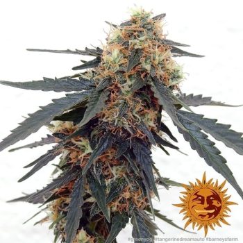 Tangerine Dream Auto (Barneys Farm Seeds)