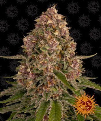 Pink Kush (Barneys Farm Seeds)
