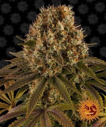 Strawberry Lemonade (Barneys Farm Seeds)