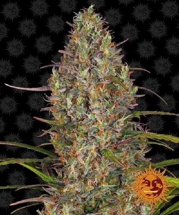 Glue Gelato Auto (Barneys Farm Seeds)