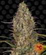 Glue Gelato Auto (Barneys Farm Seeds)